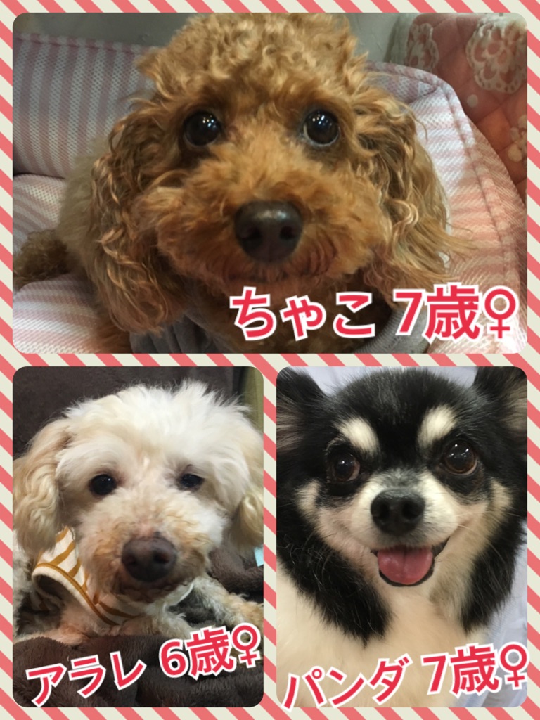 🐾犬の遺言🐶